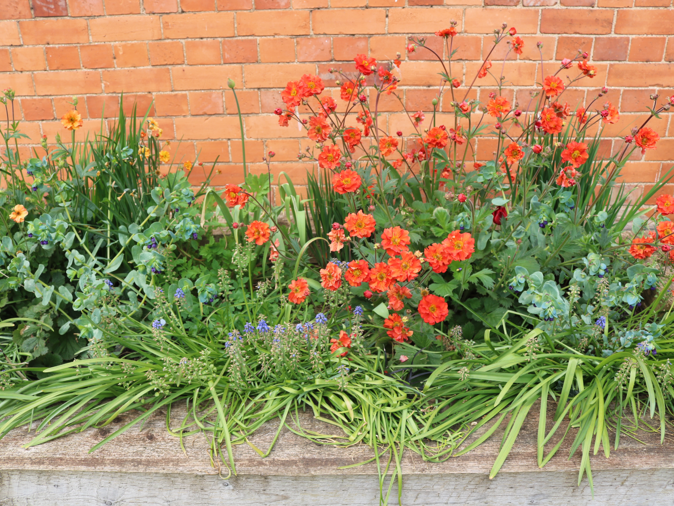 garden2